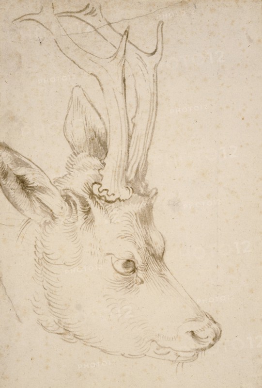 Head of a Roebuck, 1503. Artist: Dürer, Albrecht (1471-1528)