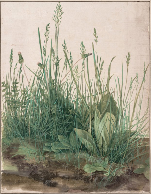 The Large Piece of Turf, 1503. Artist: Dürer, Albrecht (1471-1528)