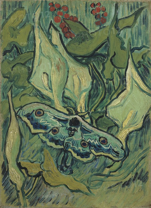 Green Peacock Moth (The Emperor Moth), 1889. Artist: Gogh, Vincent, van (1853-1890)