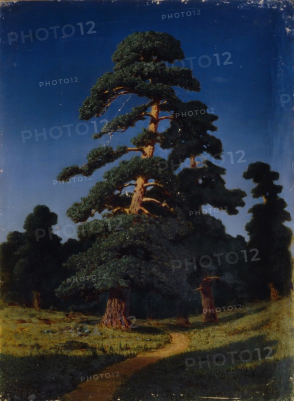 Pine Tree. Artist: Kuindzhi, Arkhip Ivanovich (1842-1910)
