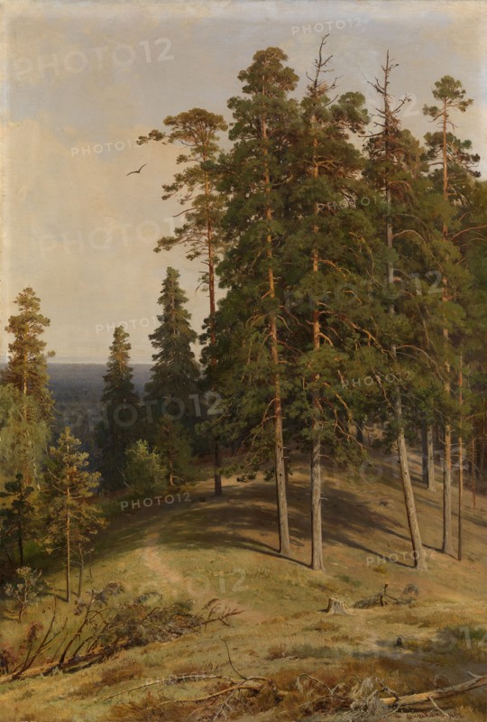 The Pine Forest, 1895. Artist: Shishkin, Ivan Ivanovich (1832-1898)