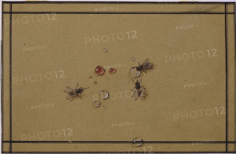 The flies at the waterdrops. Artist: Tolstoy, Fyodor Petrovich (1783-1873)
