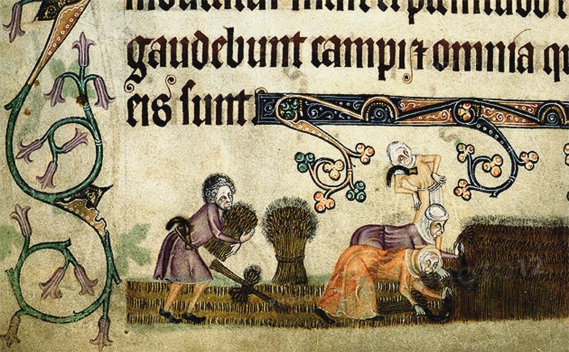 Reaping and binding sheaves (From the Luttrell Psalter), ca 1330. Artist: Anonymous