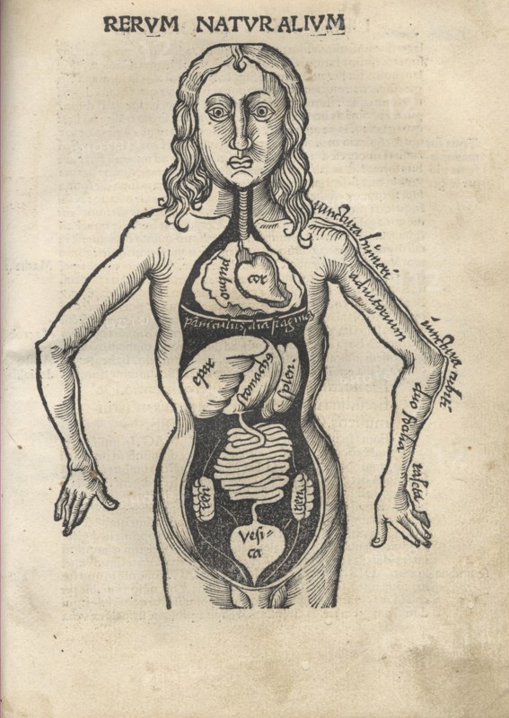 Margarita Philosophica. Anatomy, 1504. Artist: Reisch, Gregor (1467-1525)