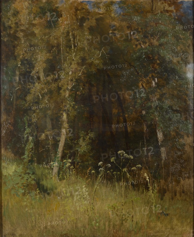 Forest Thicket, 1874.