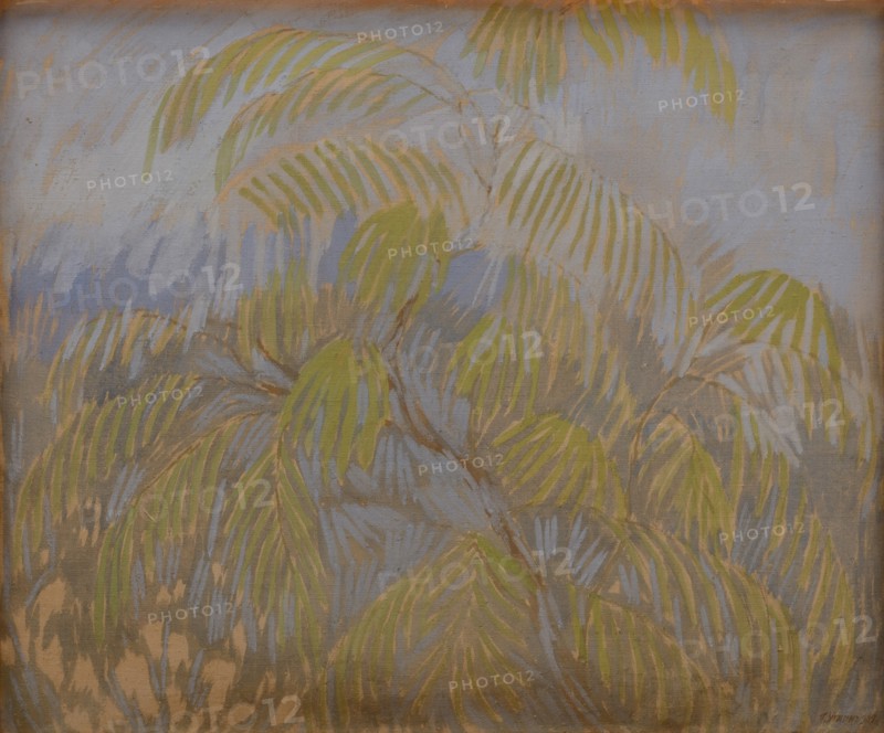 Mimosa, 1909.
