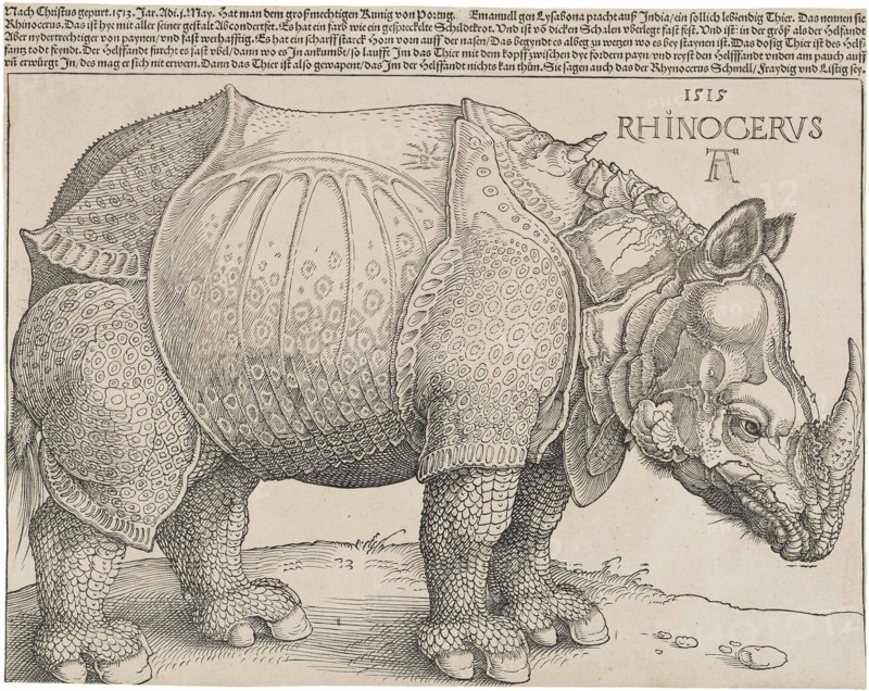 The Rhinoceros.