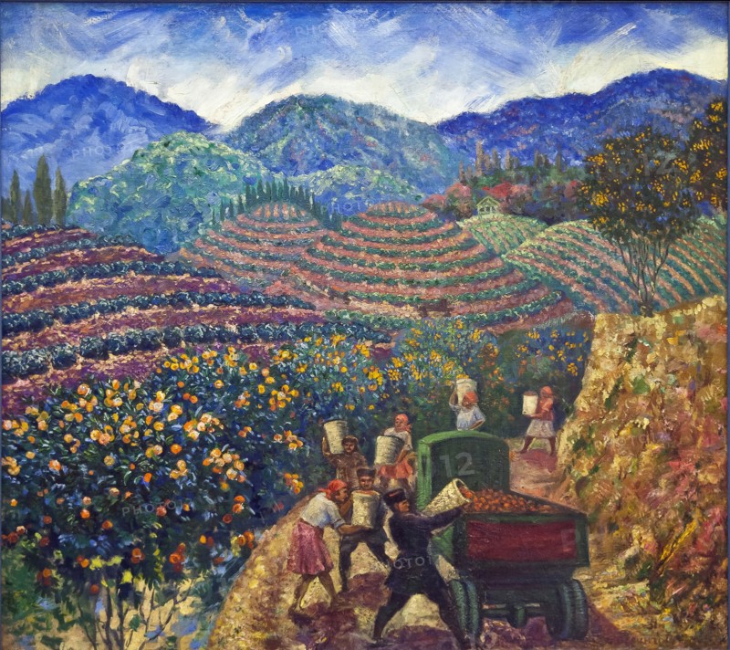 The Harvest in Chakva sovkhoz.