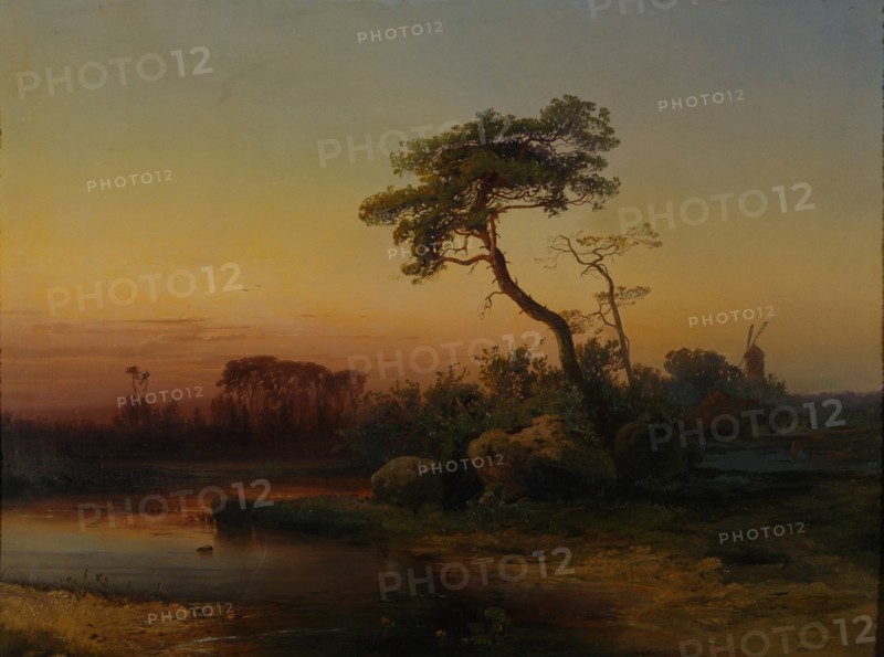Landscape with Pine tree.