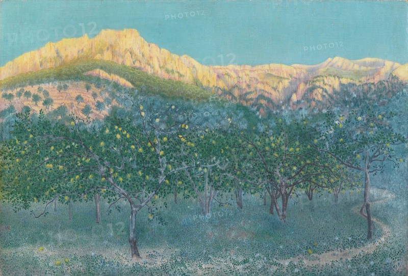 Lemon trees, Mallorca.
