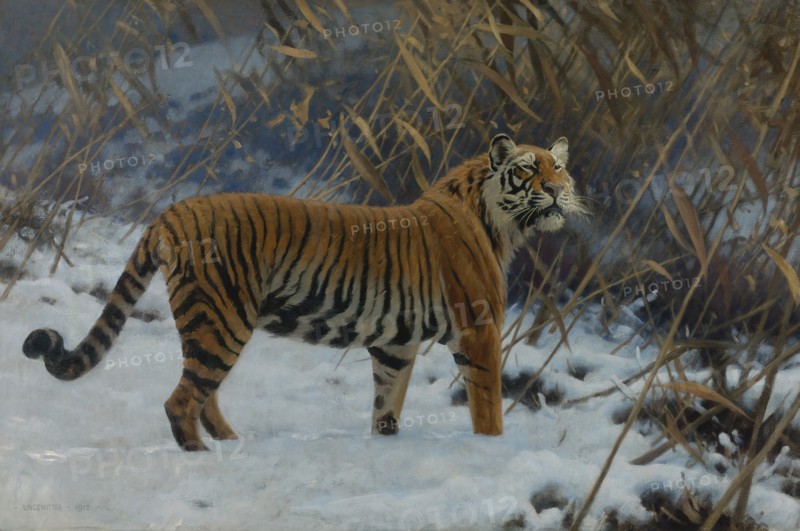 A tiger in the snow.