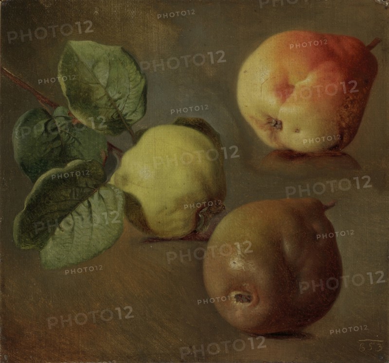 Quince, 1853.