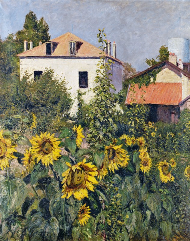 Sunflowers, Garden at Petit Gennevilliers, ca 1885.