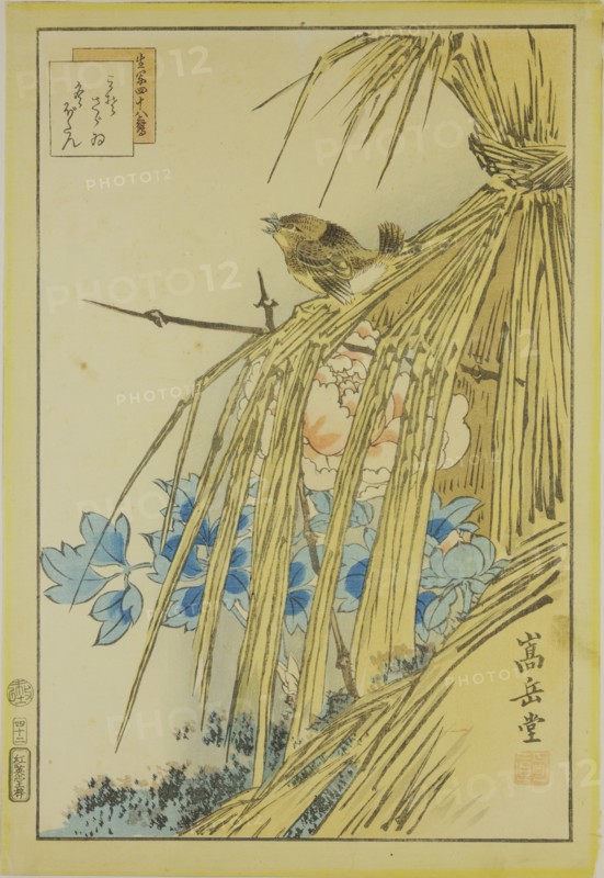 Winter Wren and WInter Peony, from the series Forty-eight Hawks Drawn from Life, 1859.