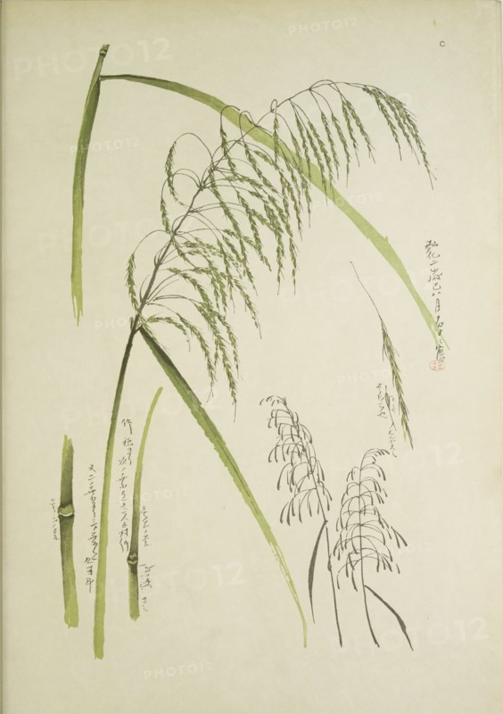 Study of grass. From: Le Japon Artistique. Documents d'art et d'industrie réunis, May 1888, 1845.