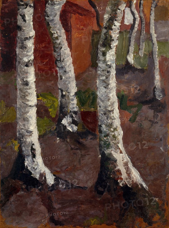 Birch trees in front of red house wall, ca 1901.