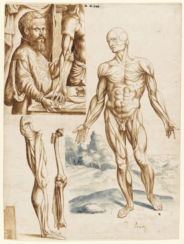 Écorché with Portrait of Andreas Vesalius (1514-1564), 1545.