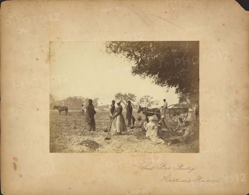 Slaves working in the sweet potato fields on the Hopkinson plantation, 1862.