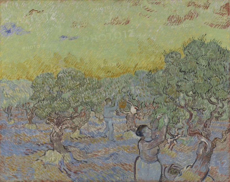 Olive grove with two olive pickers, 1889.