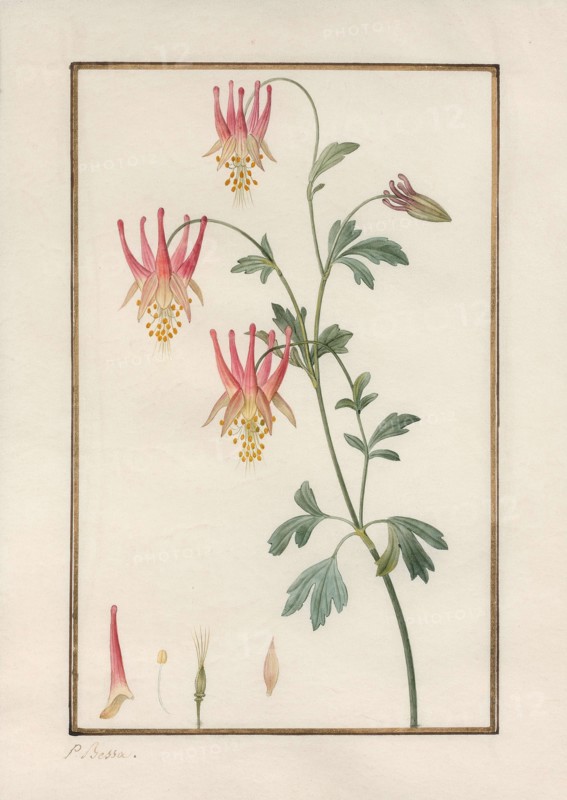 Canadian columbine (Aquilegia canadensis).