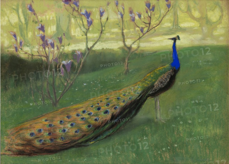 Peacock, after 1900.