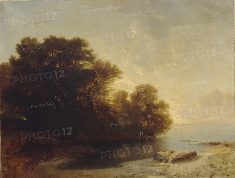 Trees at the lake.