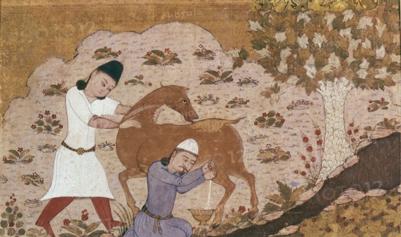 Onager Milking, Late 15th century.