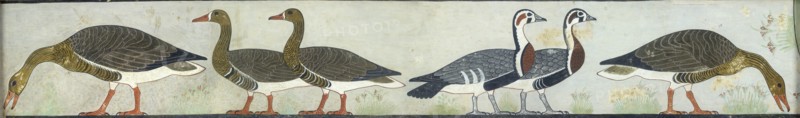 Copy of wall painting from Mastaba of Itet, Medum (IV, 93-94) geese, 20th century. Artist: Anna (Nina) Macpherson Davies.