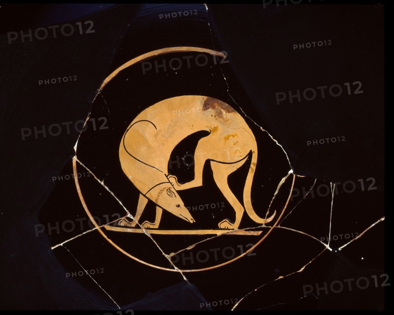 Attic red-figure cup of dog scratching his ear with a hindleg, inside tondo, 5th century BC. Artist: Euergides Painter.