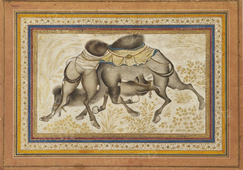 Page from a dispersed muraqqa?, or album, depicting two camels fighting, painting c1675. Artist: Unknown.