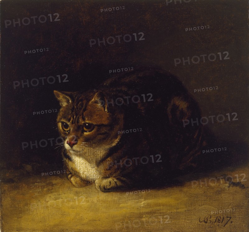 Study of a Cat, 1817. Artist: Abraham Cooper.