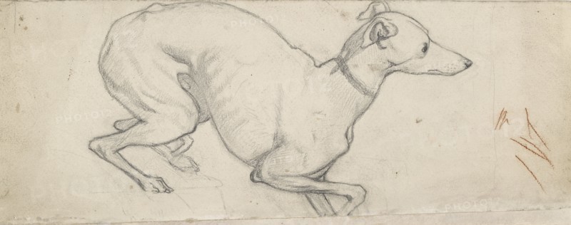 Study of a Greyhound, mid 19th century. Artist: Ford Madox Brown.