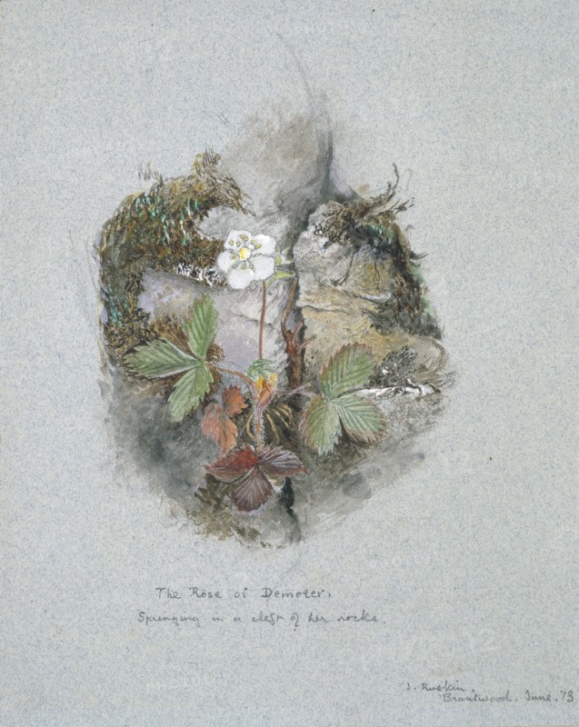 A Wild Strawberry Plant, 5-6 June 1873. Artist: John Ruskin.