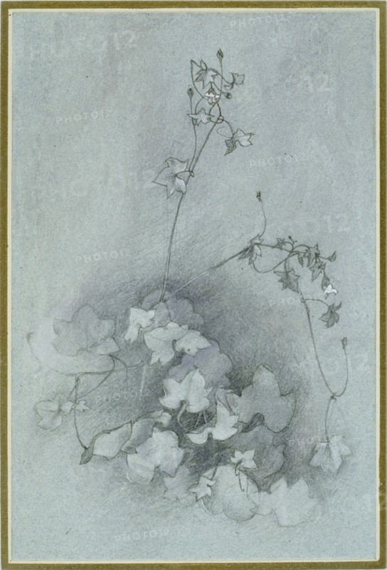 Ivy-Leaved Toadflax ('Oxford Ivy'), 1852. Artist: John Ruskin.