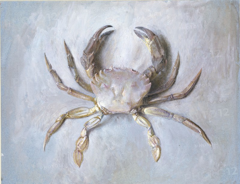 Study of a Velvet Crab, probably autumn 1870. Artist: John Ruskin.
