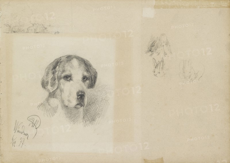 Portrait of a dog: Windsor, 1877. Artist: Rudolf Wimmer.