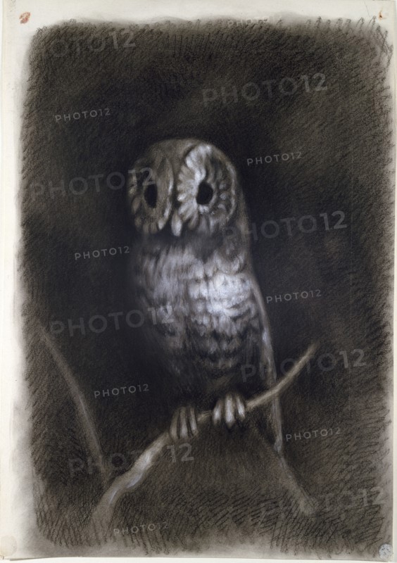 Owl, copied from a Photograph of Mantegna's Fresco, 1872 or earlier. Artist: Arthur Burgess.