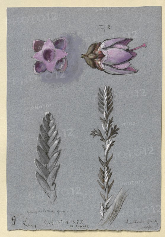 Four Studies of Ling, probably 14 September 1869. Artist: John Ruskin.