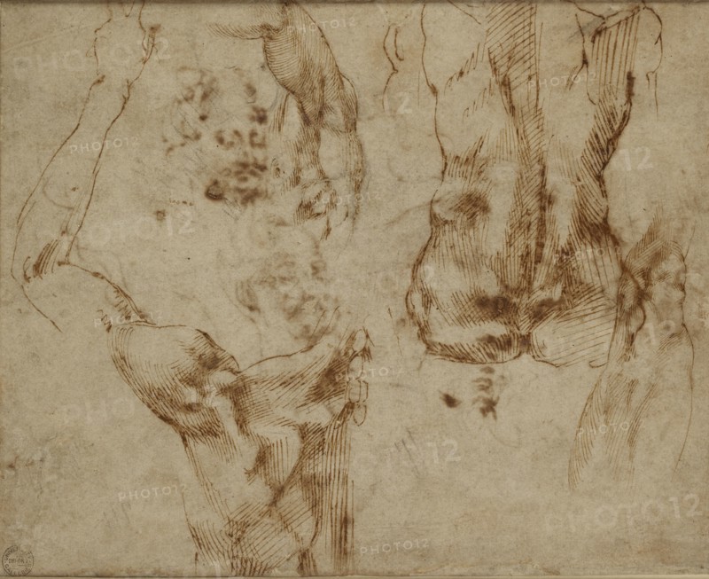 Nude Studies, c1490-1560. Artist: Michelangelo Buonarroti.