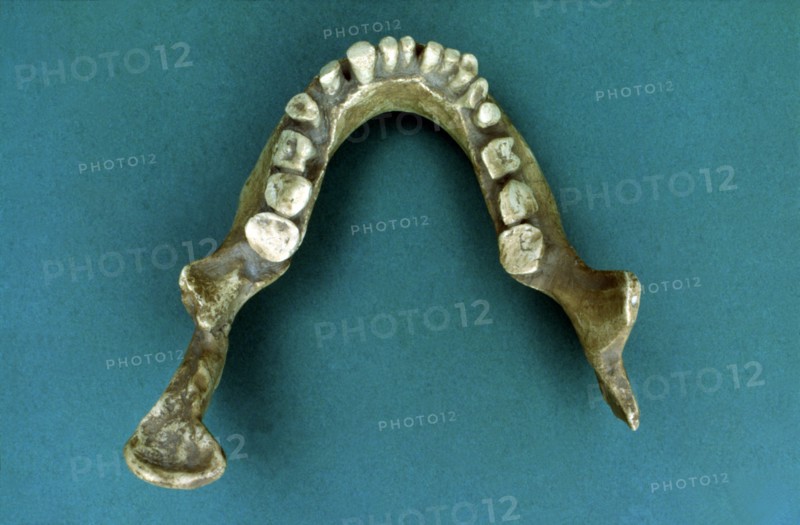 Reproduction of the 'Jaws of Banyoles', jaw of a pre-neanderthal found in 1887 by Pere Alsius in ?