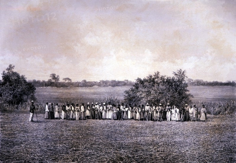 Black slaves working in the sugar harvest, lithograph.