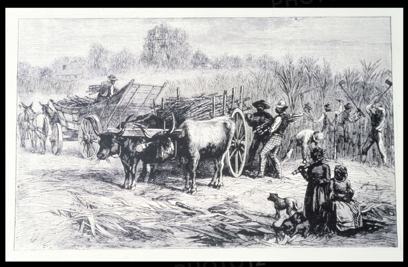 Harvesting sugar cane in a Louisiana plantation, engraving.