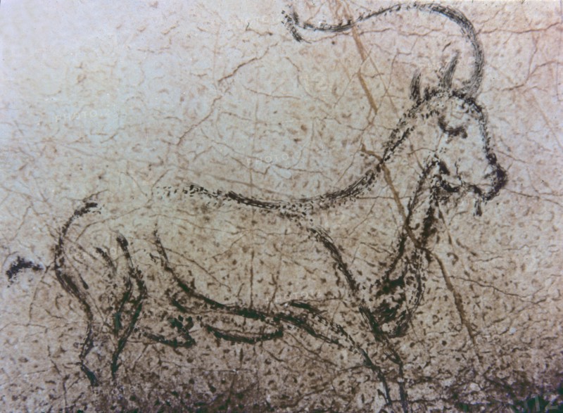 Naturalistic representation of an Spanish goat in movement (La Pileta cave, Málaga), using the di?