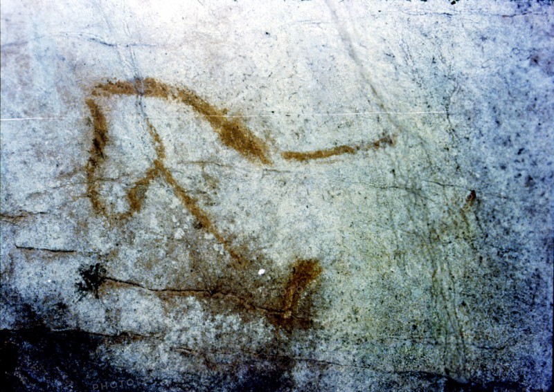 Horse in La Pileta Cave (Málaga), it's only shown the front of the animal, by the solid line prof?