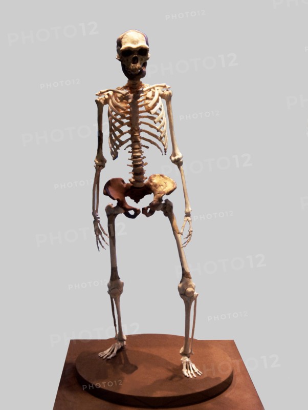 Complete Skeleton of the Talteüll Man, Homo Erectus type. 75 human remains discovered in 197, att?