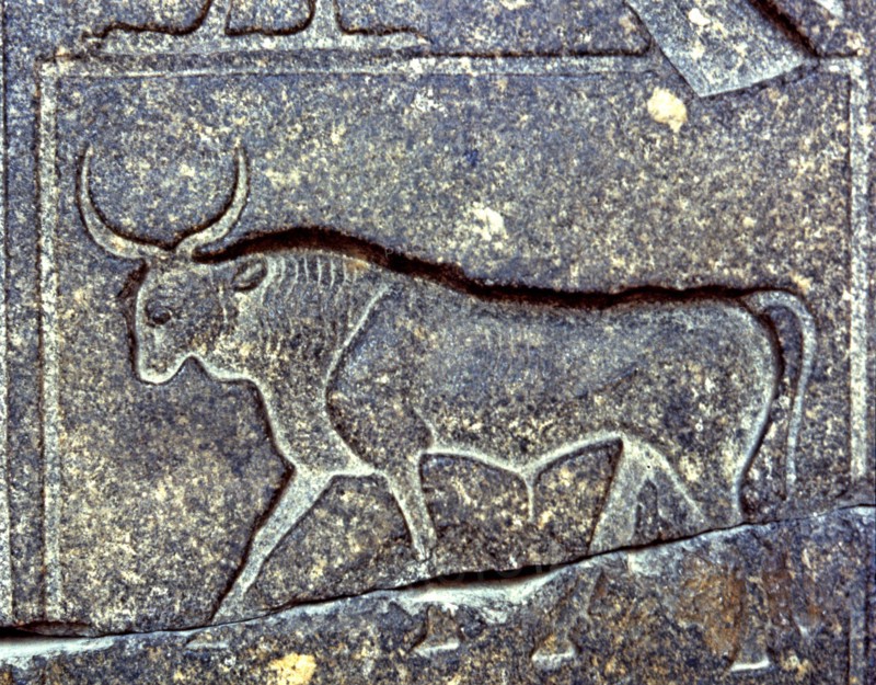 Negative relief on a pillar of Ramses II with the image of a bull, 1250 b.C..