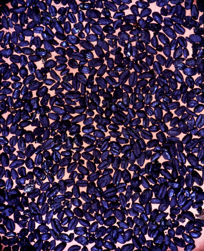 Charred wheat and barley grains, from the Cova de l'Or (Beniarres, Alicante).