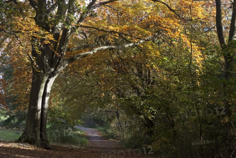 UK, London, Hampstead Heath, 2009. Creator: Ethel Davies.