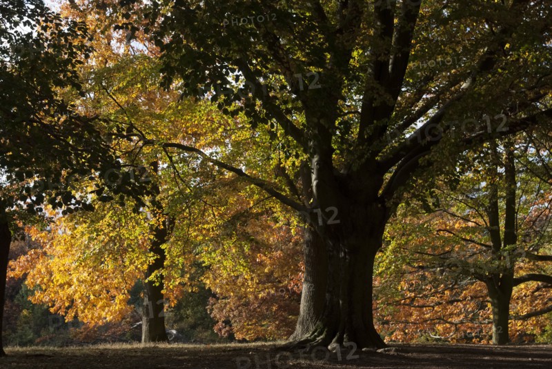 UK, London, Hampstead Heath, 2009. Creator: Ethel Davies.