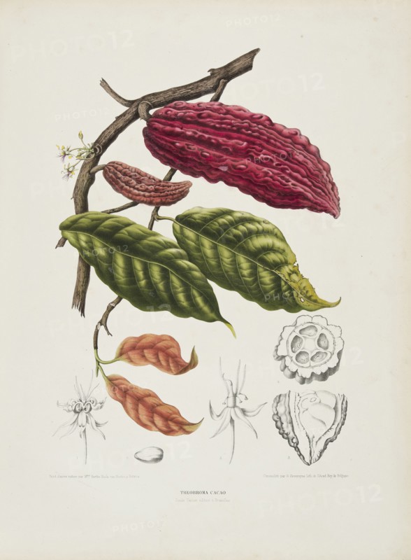 Theobroma, (Cacao tree), c1840-1890. Creator: Berthe Hoola van Nooten.